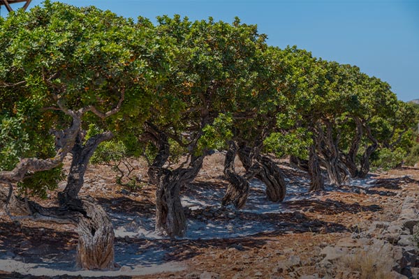 &Iota;&delta;&iota;&omega;&tau;&iota;&kappa;ά έ&rho;&gamma;&alpha; &gamma;&iota;&alpha; &tau;&eta; &sigma;&tau;ή&rho;&iota;&xi;&eta; &tau;&eta;&sigmaf; &tau;&omicron;&pi;&iota;&kappa;ή&sigmaf; &alpha;&nu;ά&pi;&tau;&upsilon;&xi;&eta;&sigmaf; &sigma;&tau;&omicron;&nu; &nu;&omicron;&mu;ό &Chi;ί&omicron;&upsilon;